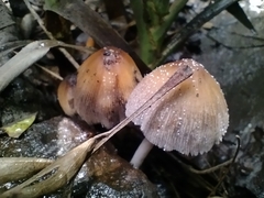 Coprinellus