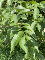 Sambucus canadensis