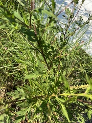 Ambrosia artemisiifolia