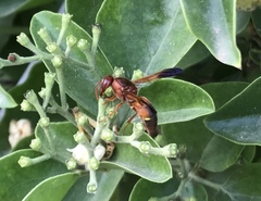 Rhynchium oculatum