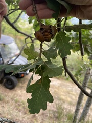 Andricus dentimitratus