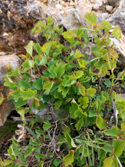 Spiraea trilobata