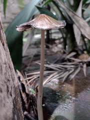 Coprinellus