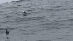 Fratercula corniculata