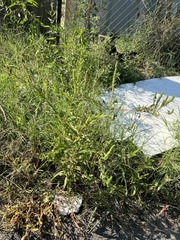Ambrosia artemisiifolia