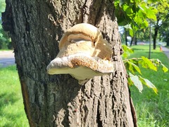 Pseudoinonotus dryadeus