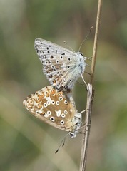 Polyommatus coridon