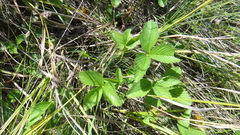 Fragaria viridis