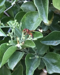 Rhynchium oculatum