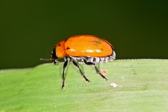 Physosmaragdina nigrifrons