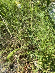 Ambrosia artemisiifolia