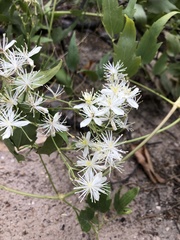 Clematis ligusticifolia