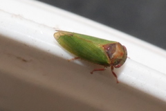 Iassus lanio
