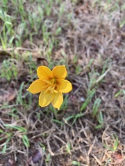 Zephyranthes tubispatha