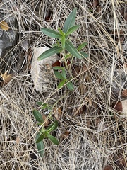 Ditaxis humilis