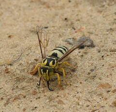 Bicyrtes quadrifasciatus