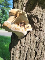 Pseudoinonotus dryadeus