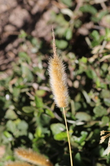 Polypogon monspeliensis