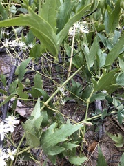 Clematis ligusticifolia