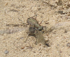 Cicindela repanda