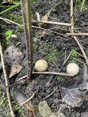 Scleroderma areolatum