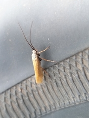 Trichoptera