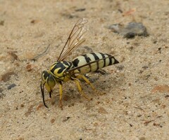 Bicyrtes quadrifasciatus