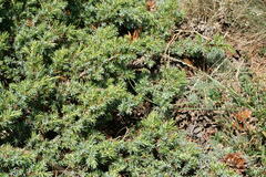Juniperus communis hemisphaerica