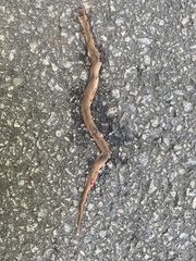 Storeria occipitomaculata