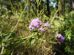 Plantae