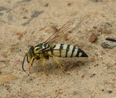 Bicyrtes quadrifasciatus