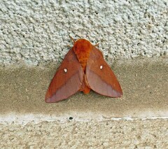 Anisota virginiensis