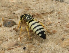 Bicyrtes quadrifasciatus