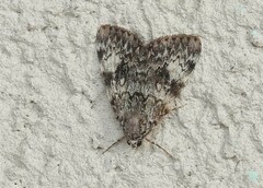 Catocala lineella