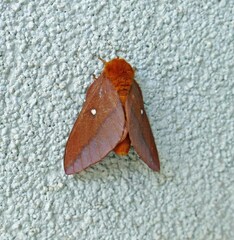 Anisota virginiensis