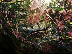 Torquigener pleurogramma