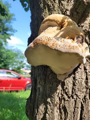 Pseudoinonotus dryadeus