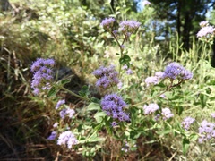 Plantae