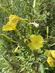Oenothera glazioviana