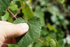 Phyllocnistis vitegenella