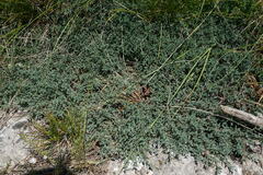 Genista albida
