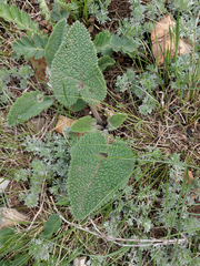 Phlomoides tuberosa