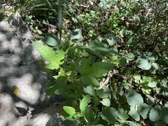 Rubus crataegifolius
