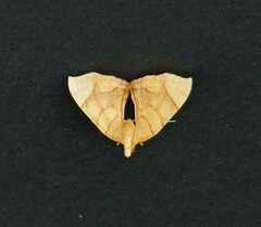 Eulithis diversilineata