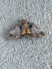 Allotria