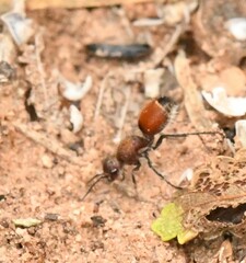 Dasymutilla texanella