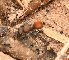 Dasymutilla texanella