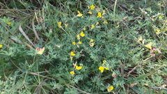Lotus corniculatus