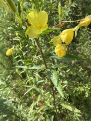 Oenothera glazioviana