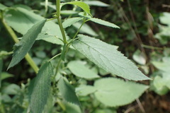 Agastache nepetoides